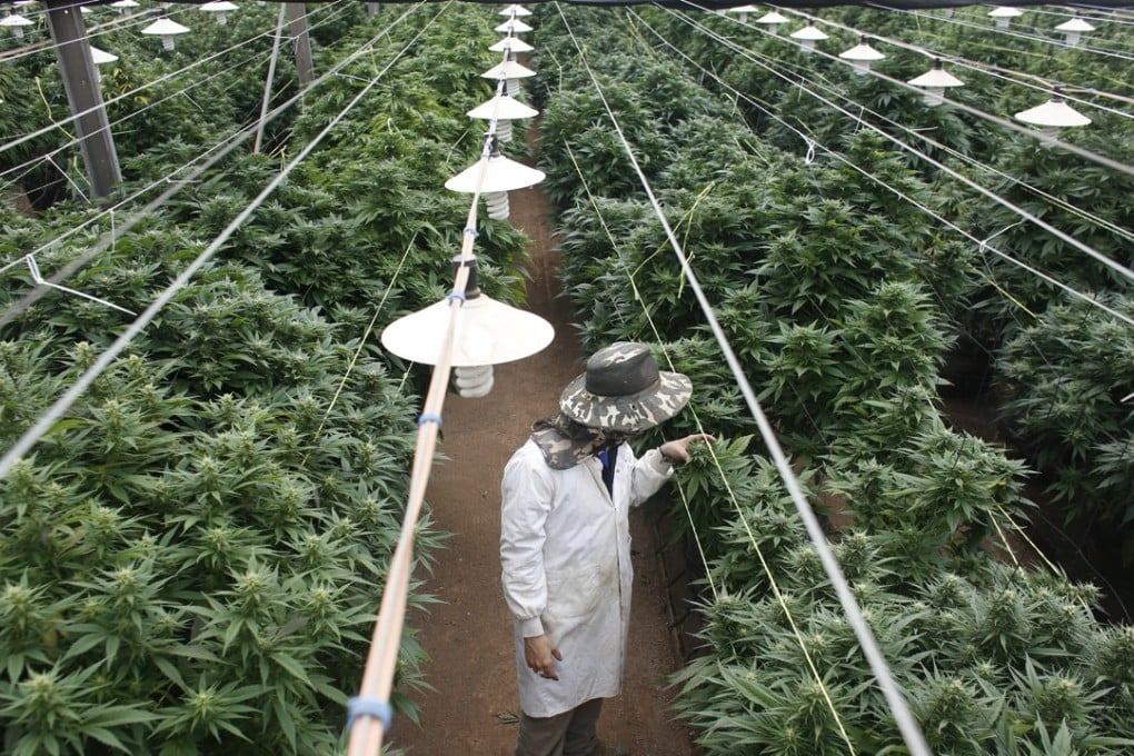 A medical marijuana plantation. Photo: Reuters