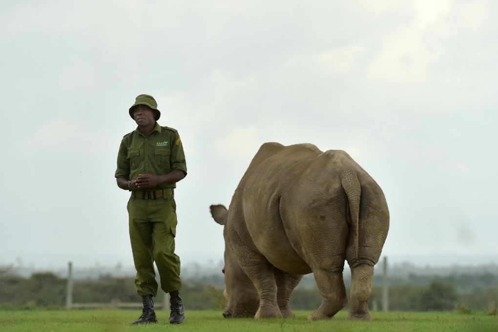 James Mwenda stands next to Najin, one of only two remaining female northern white rhinos, in their paddock in Nanyuki, Kenya. Photo: Tony Karumba/AFP