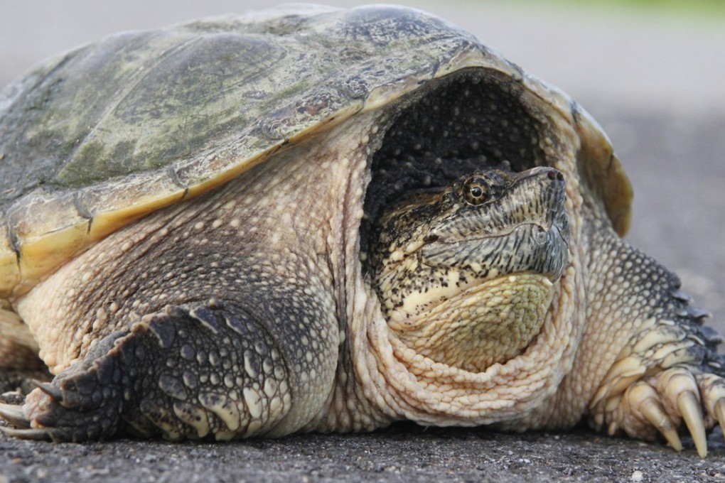 Snapping turtles can weigh up to 10kg when fully grown. Photo: TNS