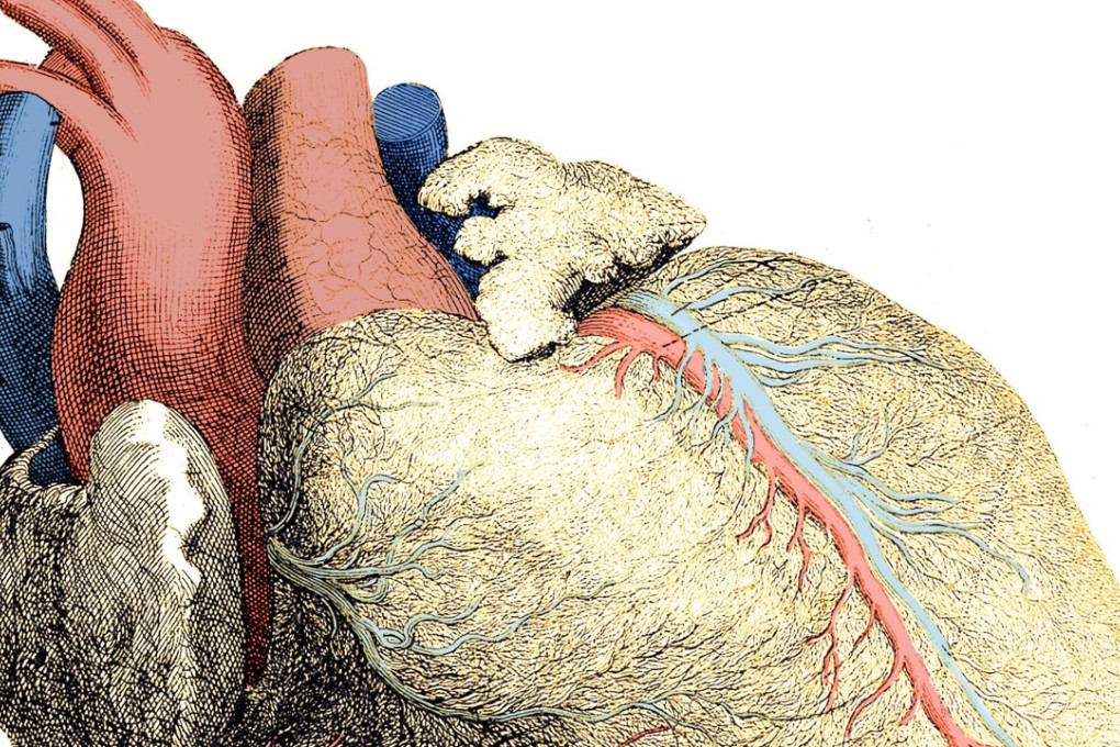 The heart is the first major organ to develop in the human body. Image: Alamy
