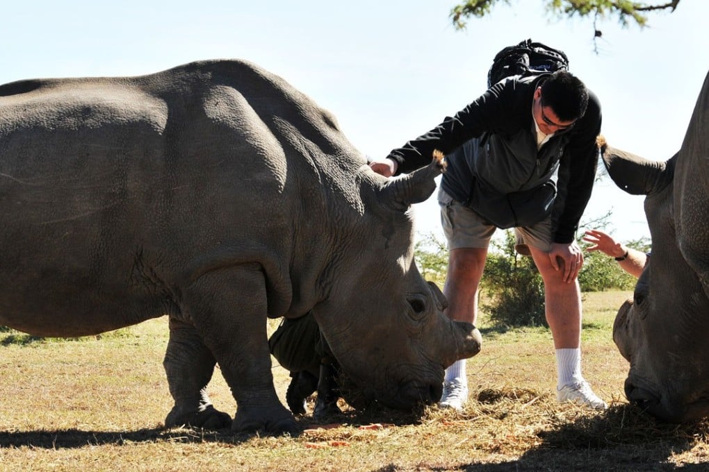 Yao Ming, Chinese basketball star and Wild Aid Ambassador, with northern white rhinos at the Ol-Pejetta Conservancy in Nanyuki, Kenya, on August 11, 2012. The Chinese government’s recent decision to reverse its ban on rhino and tiger products sparked an international outcry. The government then announced that the implementation of the new policy would be delayed. Photo: AFP