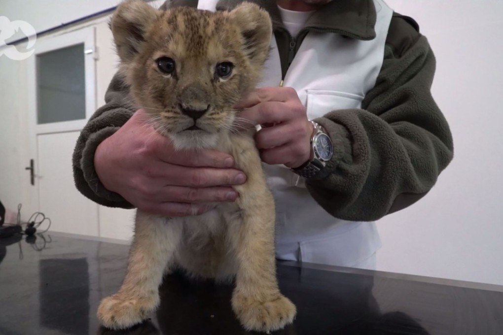 This video grab taken from footage released by the French pet association Foundation 30 Millions d'Amis on Wednesday shows a lion cub receiving medical attention after it was found in a Lamborghini car on the Champs-Elysees in Paris. Photo: Agence France-Presse