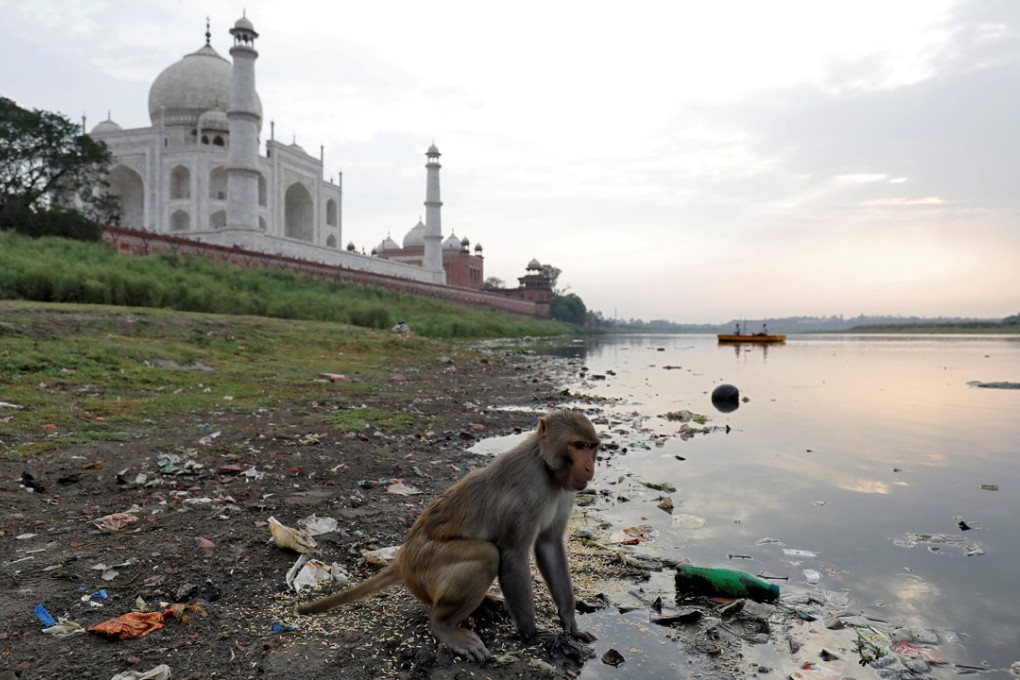 A monkey scavenges on the polluted banks of the Yamuna river, next to the Taj Mahal. In an incident nearby, a monkey snatched a 12-day-old Indian boy from his mother and killed him, police said. Photo: Reuters