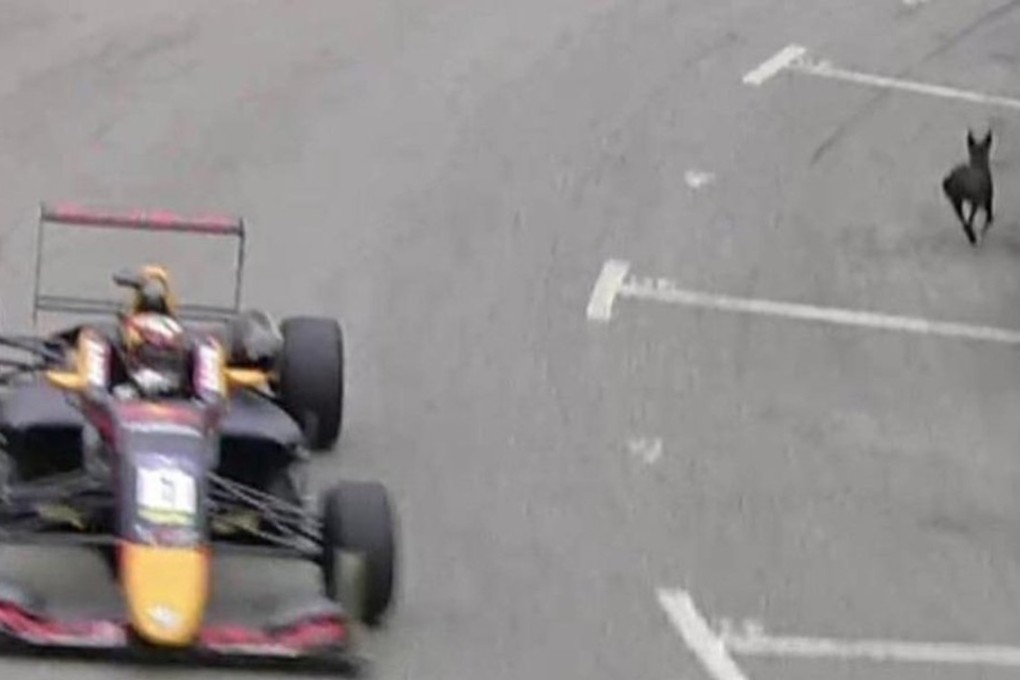 A stray dog runs across the track at the Macau Grand Prix. Photo: Twitter