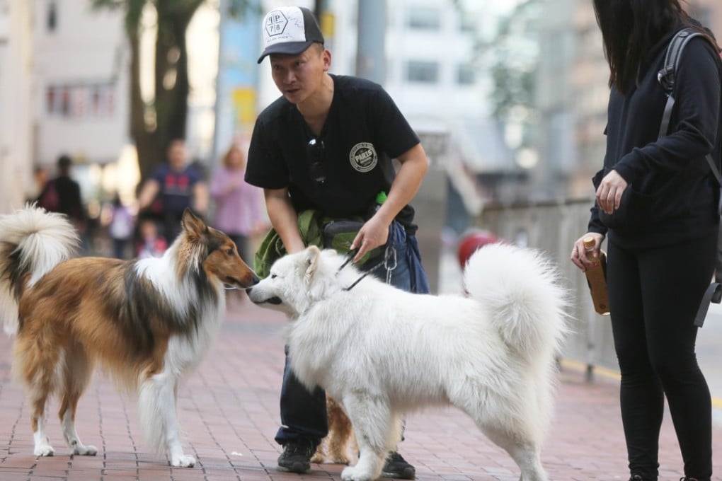 Vets who were optimistic about their job prospects said that was because pet owners were willing to spend more on their animals’ health. Photo: Xiaomei Chen