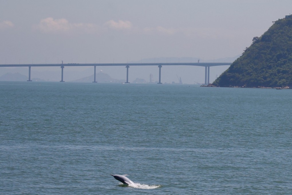 A white dolphin jumps out of the sea in front of the Hong Kong-Zhuhai-Macau Bridge off Lantau Island. Photo: Reuters