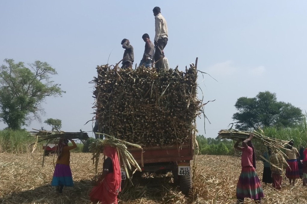 Workers load harvested sugar cane onto a trailer in Maharashtra, India. Photo: Reuters
