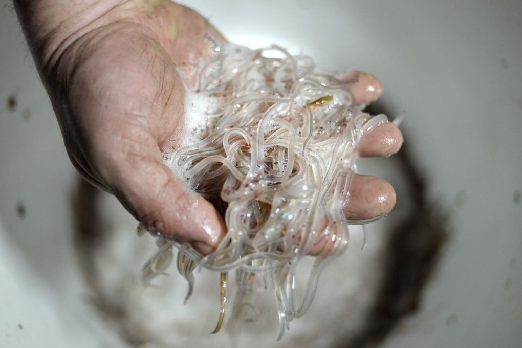 Glass eels fished from the Loire river in Cordemais, near Nantes, western France. Photo: AFP