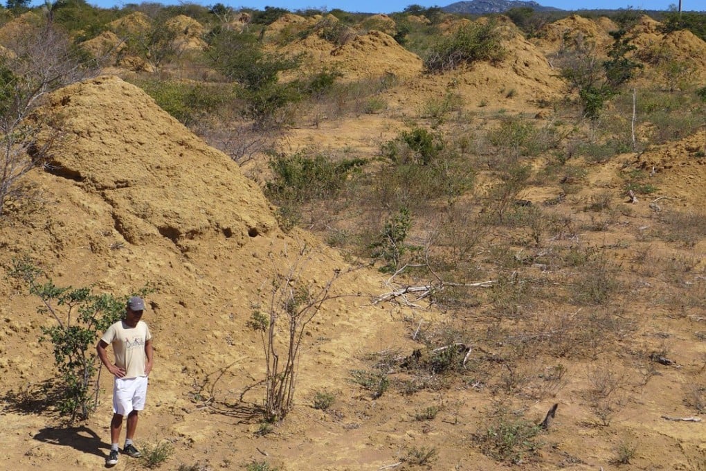 A termite mound field in Brazil. The mounds are found in dense, low and dry forest caatinga vegetation, and can be seen when the land is cleared for pasture. Photo: Roy Funch