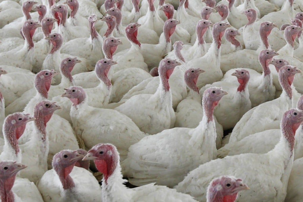 The two-month period from November to New Year’s Eve is a window of opportunity for turkey farmers in China to cash in on Thanksgiving and Christmas. Photo: AP