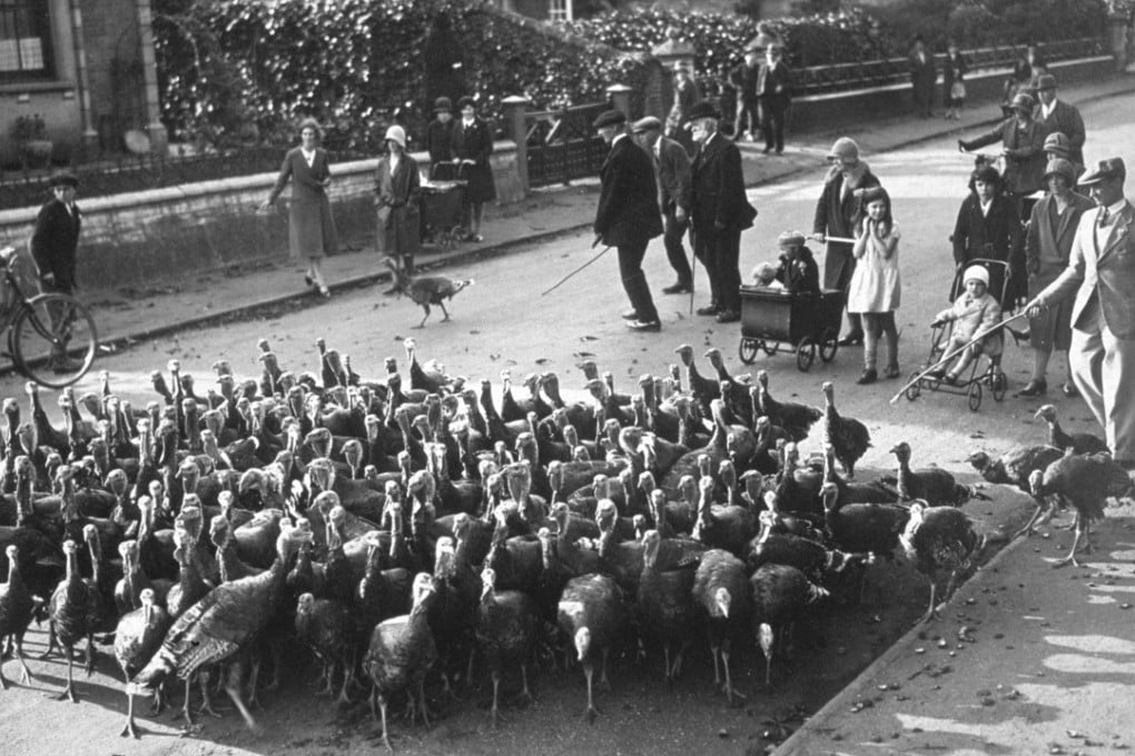 Circa 1931: A farmer driving his flock of turkeys down a road to market. Photo: Getty