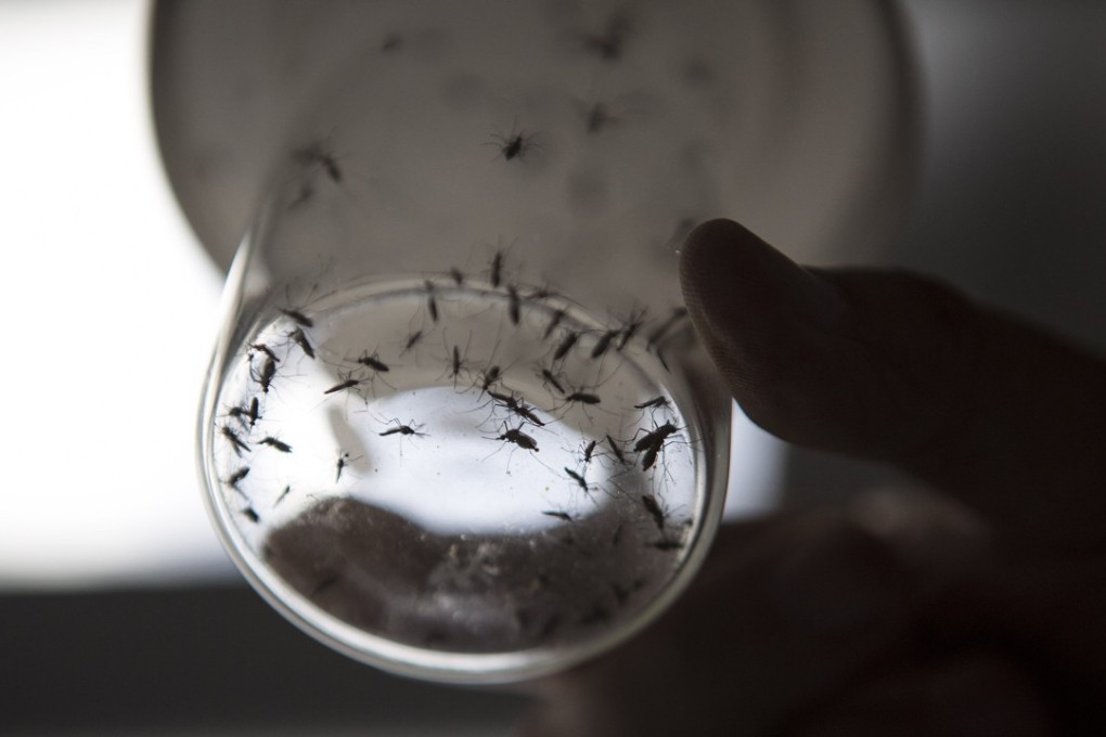 Dengue comes from the same female mosquitoes that spread other infections throughout the tropics. Photo: Xinhua