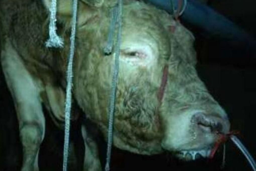 Video footage shows cows at the slaughterhouses in Quanjiao and Laian counties, outside Nanjing, with plastic tubes pumping water through their nostrils. One plant manager told police the animals were condemned to slaughter, so what did filling them with water matter. Photo: Weibo