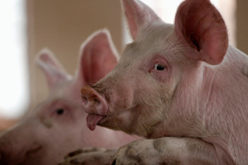 The disease has been recorded in 20 Chinese provinces. Photo: Reuters
