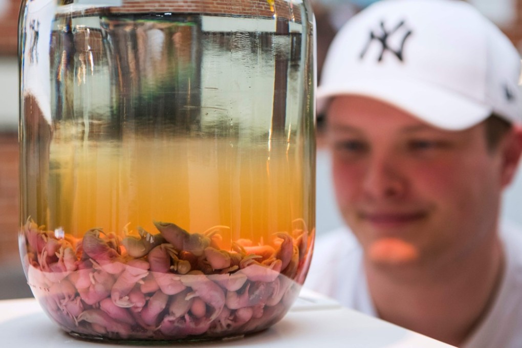 A visitor reacts as he observes the mouse wine from China at the Disgusting Food Museum in Malmo, Sweden. Photo: AFP