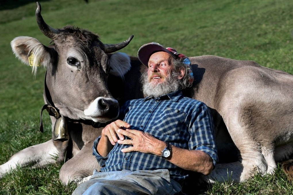 The cow horn initiative was launched by livestock farmer Armin Capaul. Photo: AFP