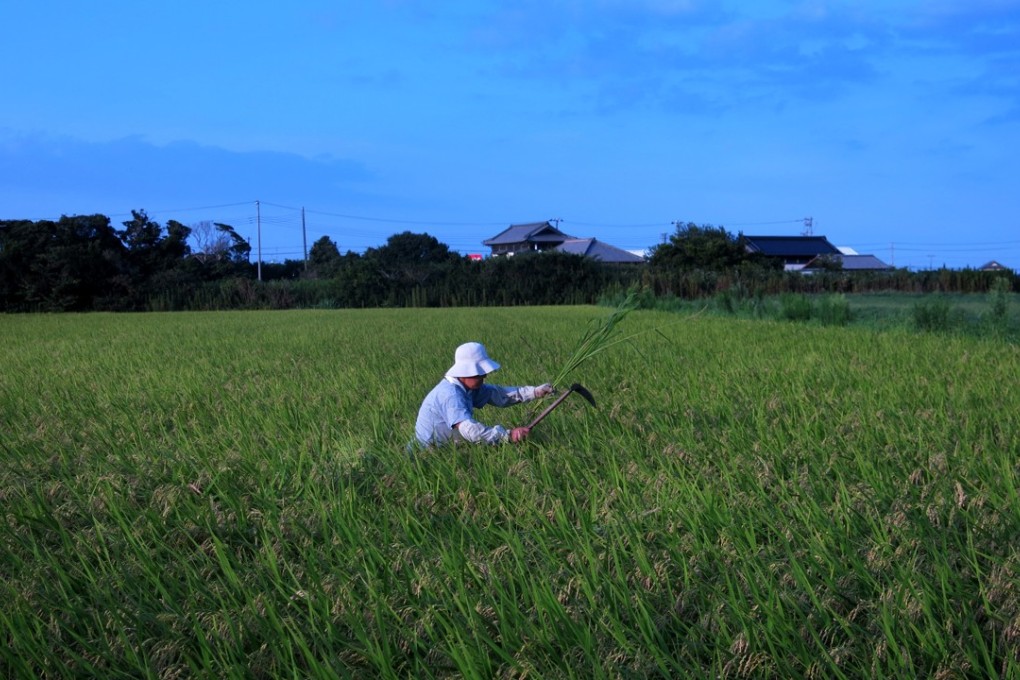 Japan looks to foreign markets as domestic demand for rice wanes ...