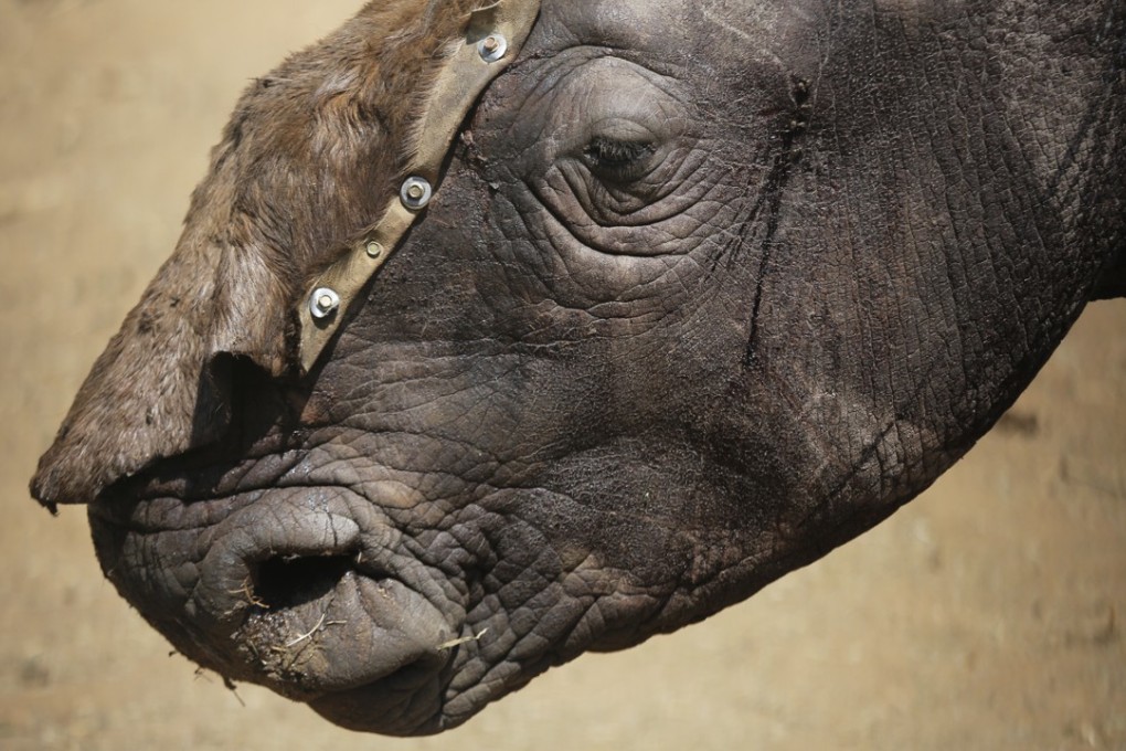 Three-year-old white rhino Wasinda has a temporary hide covering his open wounds, before being treated by Saving the Survivors vets at a private game farm in Clocolan, South Africa, in September 2017. The vast majority of rhino horn poached in South Africa is for the market in China and other East Asian countries. Photo: EPA-EFE