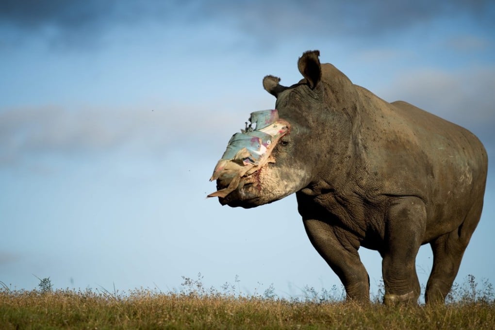 Hope, a female rhino that survived an horrific poaching attack thanks to dramatic intervention by specialist medical staff in South Africa, recovers in a game reserve. Photo: EPA/Adrian Steirn