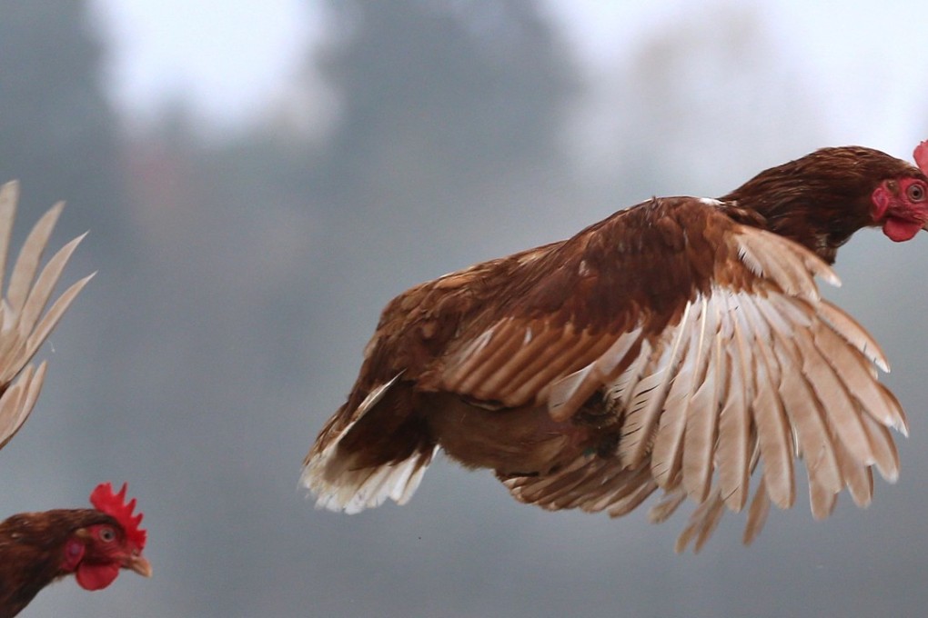 Thailand exports billions of dollars of farm products to western markets each year. Photo: AFP