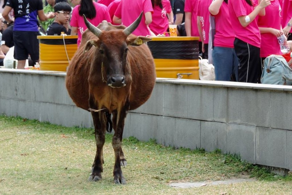 Billy was popular with beachgoers, who sometimes fed him. Photo: Facebook