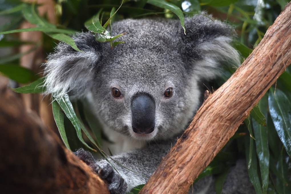 Koala the Koala Hospital in Port Macquarie, Australia has been named among the worst countries for biodiversity. Photo: AFP