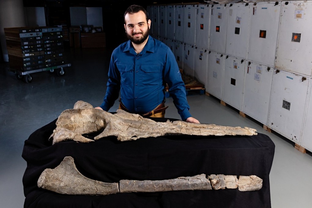 Carlos Mauricio Peredo, of the US National Museum of Natural History, poses with a 33 million-year-old fossil of Maiabalaena nesbittae, an ancestor of modern whales. Photo: Reuters