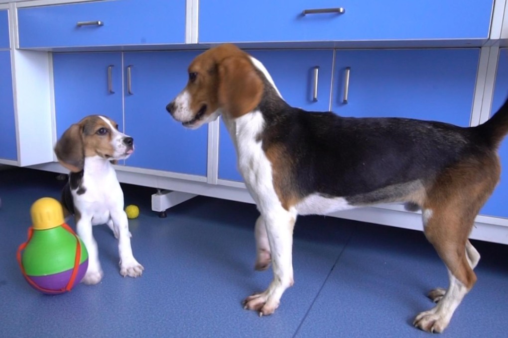 A beagle named Longlong (left) was cloned from another dog, Apple, in China having been modified using CRISPR-Cas9 gene editing technology.