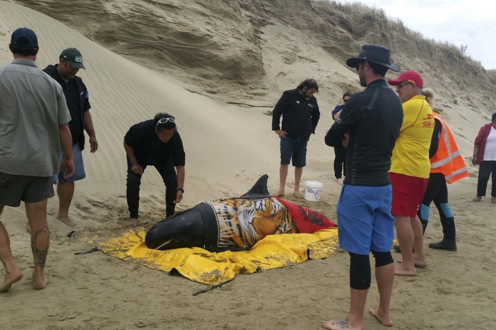 Rescuers stand with a pigmy killer whale after it was transported to Rarawa Beach from Ninety Mile Beach in the far north of the North of New Zealand. Another 50 whales beached themselves on Friday. Photo: AP