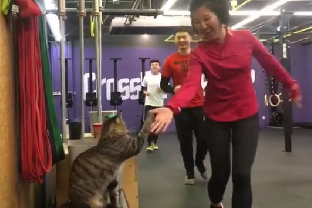 A cat high-fives CrossFitters at the CrossFit Pepper gym in China. Photo: Instagram/crossfitchina