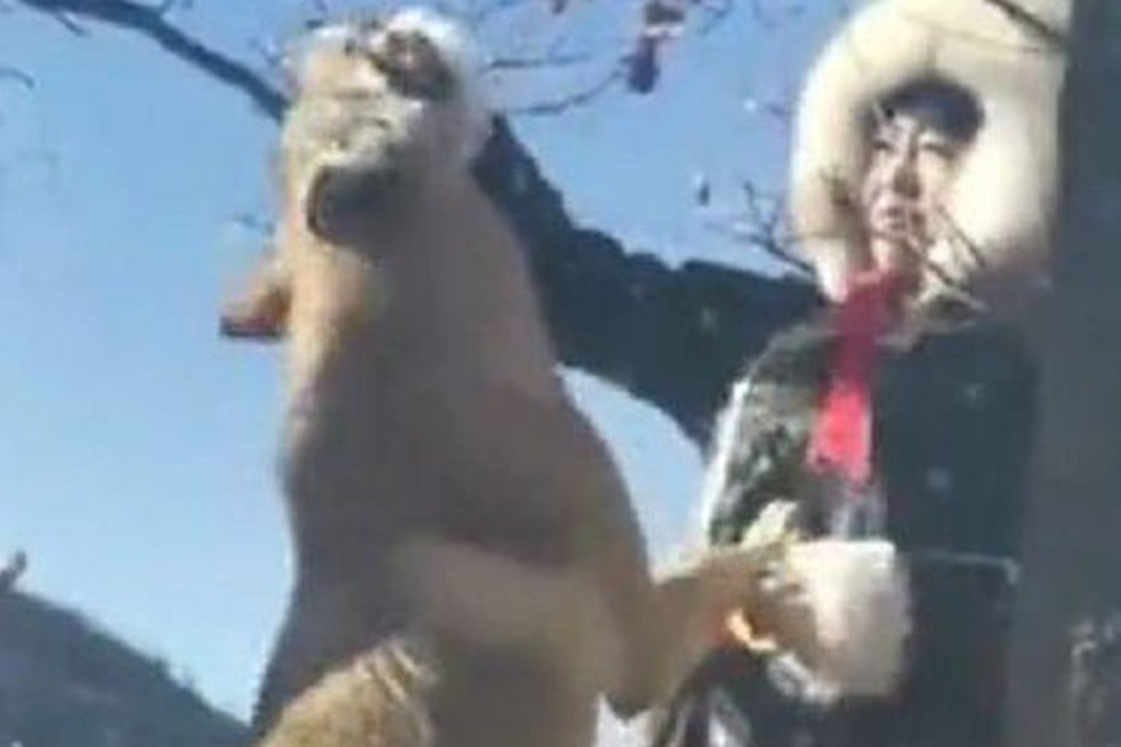 Zhou Xinyue, wearing traditional Mongolian dress, is raising eight wolves at an eco-tourism destination in Inner Mongolia. Photo: Baidu