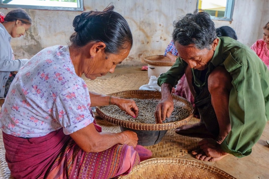 Workers grading beans at a coffee factory in Pyin Oo Lwin district in Myanmar. Photo: Alamy
