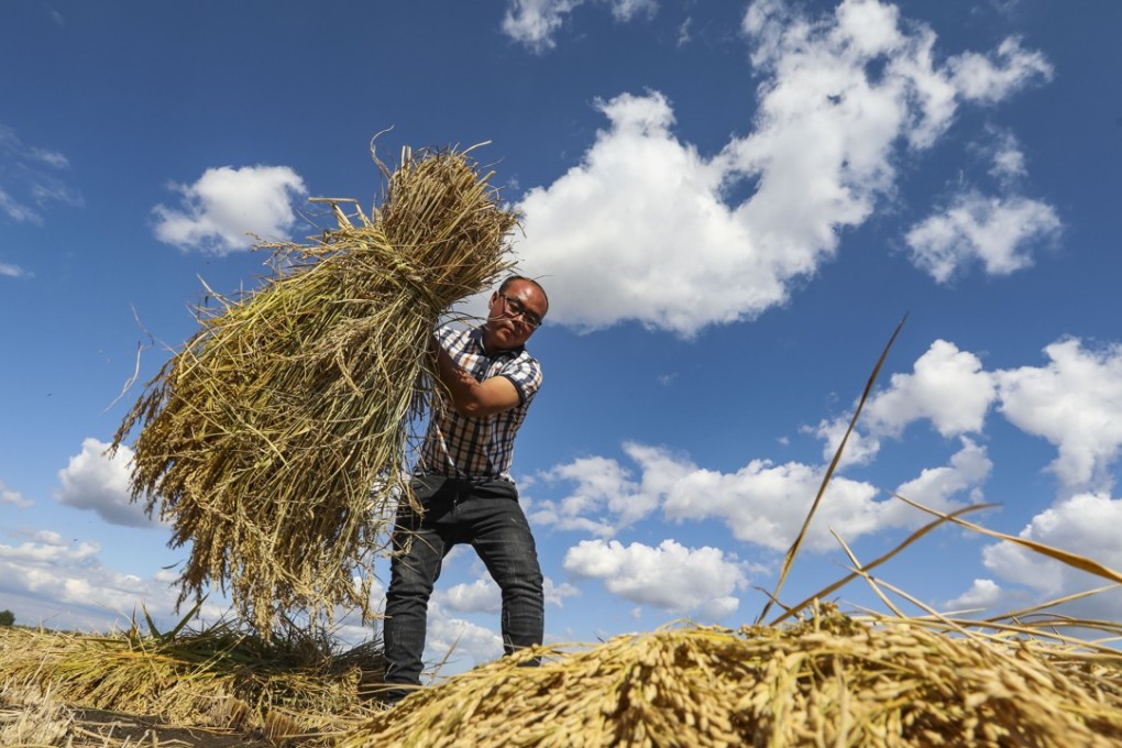 Deng Hongzhi harvests rice for the Black Soil Group in Xiangshui, Heilongjiang province. Pictures: Simon Song