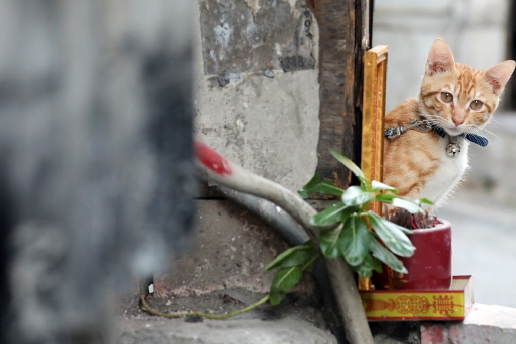 Hong Kong animal lovers on mission to save 50 cats abandoned in ...