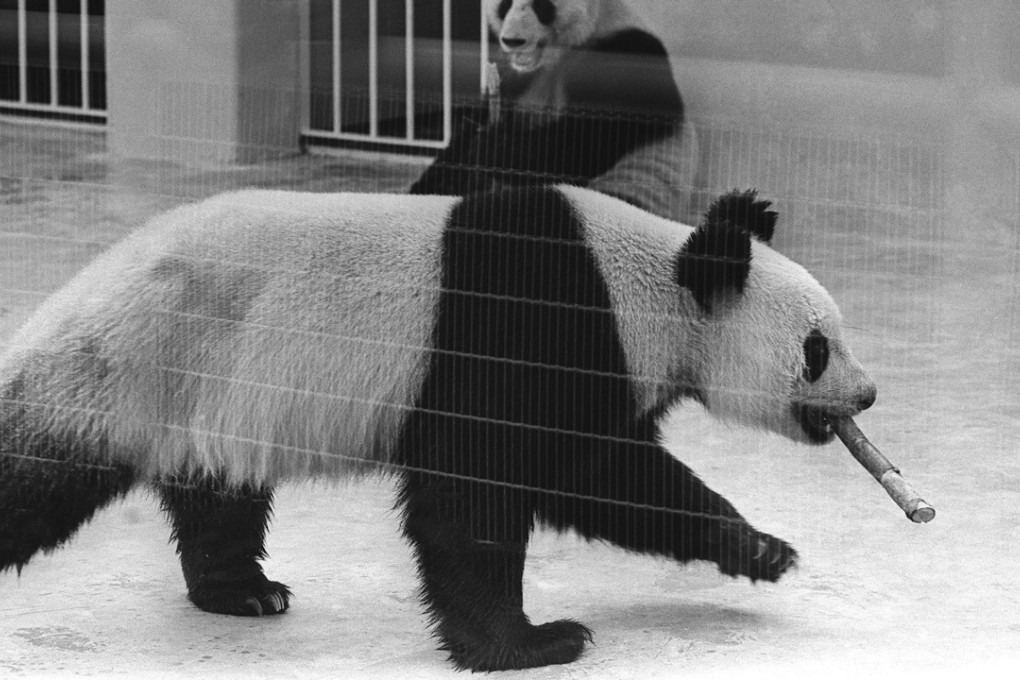 Bao Ling and Bao Li – arrived in Hong Kong on a three-month loan from Guangzhou. Photo: SCMP Pictures
