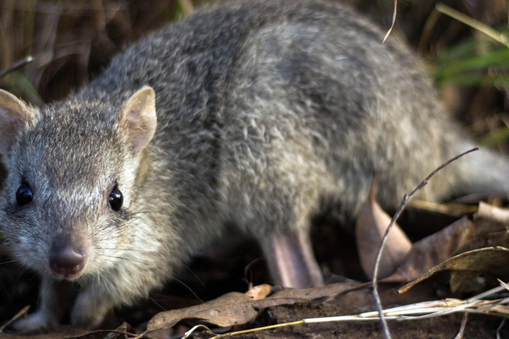 The bettong, a truffle-eating Australian marsupial known as the “rat kangaroo”. Photo: AFP