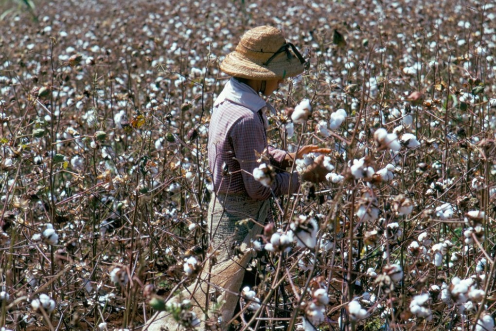 Hand picking cotton in Sao Paolo state, part of Brazil’s growing industry which is expected to increase sales to China and Chinese businesses across Asia. Photo: Alamy