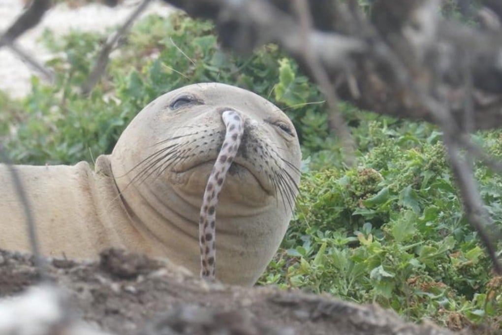 A Hawaii-based division of the National Oceanic and Atmospheric Administration (Noaa) says they have found seals with eels stuck in their noses on multiple occasions. Photo: Hawaiian Monk Seal Research Programme/Facebook