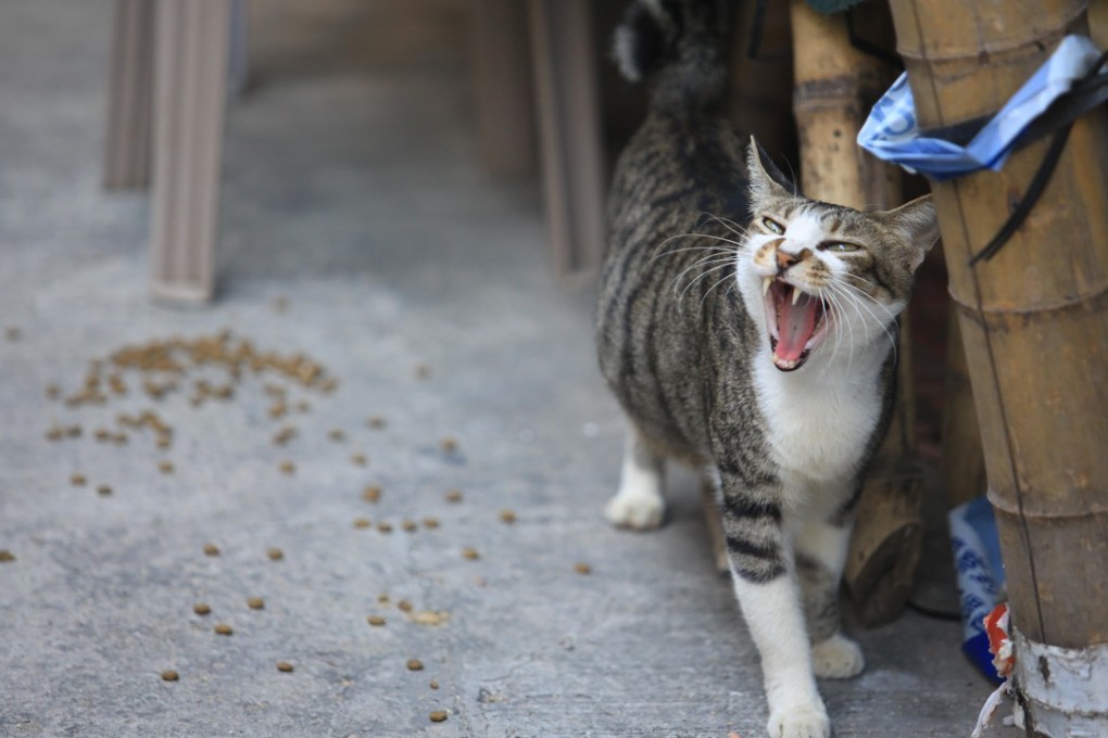 Tabby cat yawning. Photo: Alamy