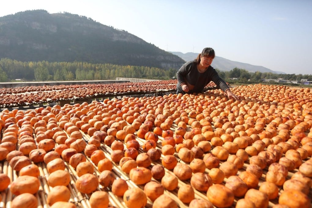 A farmer air-dries persimmons in Zaozhuang, Shandong province, in China. Picture: Alamy