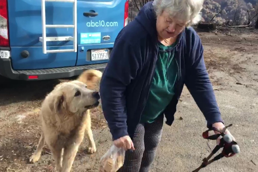 In this Friday December 7, 2018 image from video provided by Shayla Sullivan, “Madison”, the Anatolian shepherd dog that apparently guarded his burned home for nearly a month, greets his owner, Andrea Gaylord, as she was allowed back to check on her burned property in Paradise, California. Sullivan, an animal rescuer, left food and water for Madison during his wait. Gaylord fled when the fire destroyed the town of 27,000. Photo: Shayla Sullivan via AP