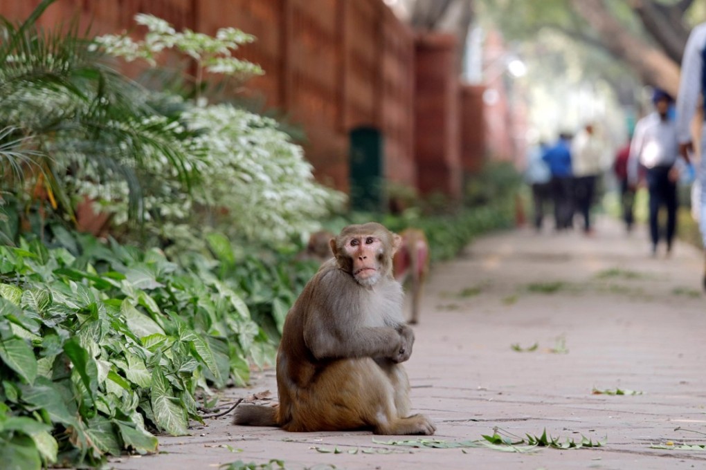 A monkey sits on a pavement outside India’s parliament building in New Delhi. Photo: Reuters