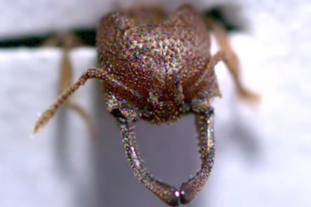 Scientists have discovered that the small tropical insect can snap its mandibles at up to 90 metres a second (about 320 km/h), the fastest animal movement on record. Photo: YouTube/Ant Lab