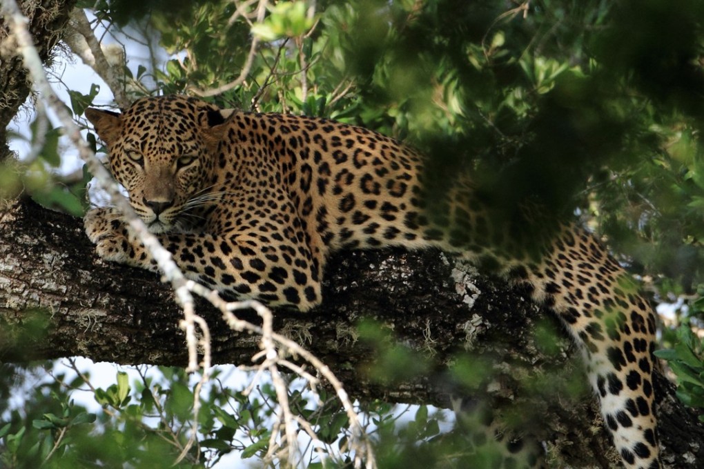 Official estimates suggest there are between 12,000 and 14,000 leopards in India. Photo: Alamy