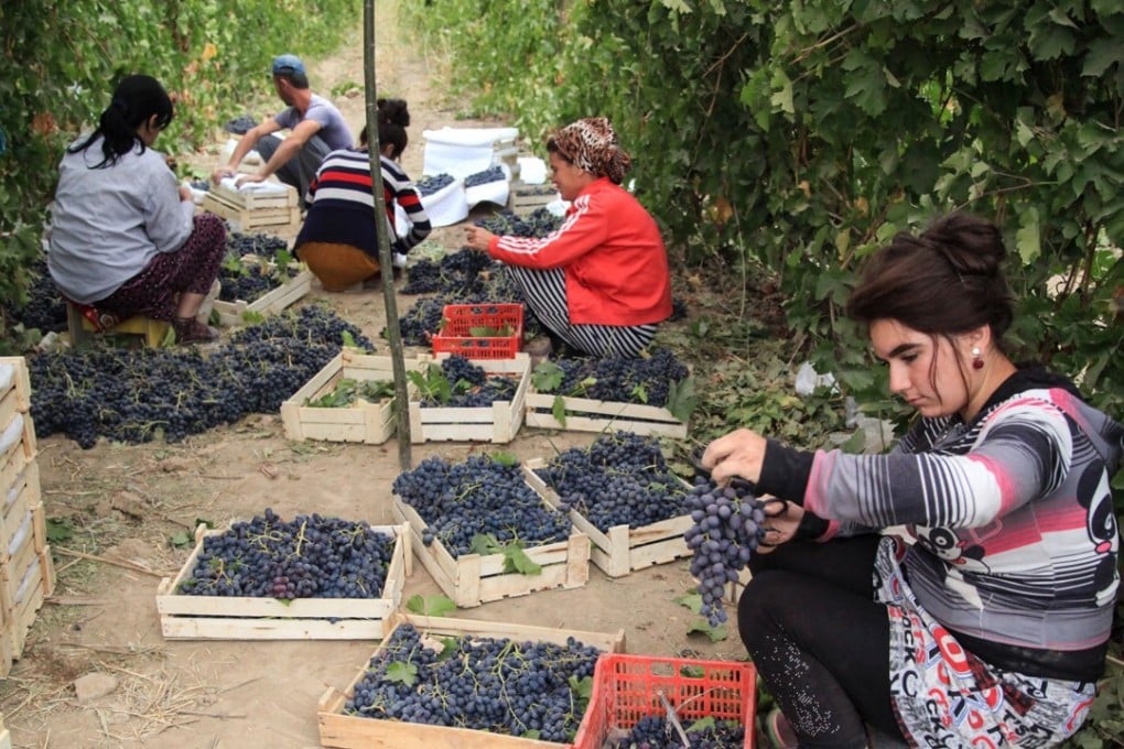 Workers sort grapes after picking during the harvest at a vineyard outside Zarkent in Uzbekistan. Uzbek Chardonnay could one day grace the tables of the world if its government’s ambitious plans bear fruit. Photo: AFP