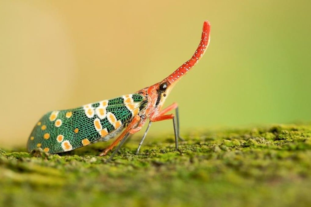 The lantern bug. Found across the Asian tropics, the lantern bug (Pyrops candelaria) is a weird and wonderful insect: it has a head that extends into a hollow structure resembling a rhino horn, often nearly as large as its body, six legs, extremely varied and brilliant contrasting colours, the mouth of a mosquito, and often stays for generations on the same tree. Its fantastic appearance is matched by the myth that the head structure is luminous at night. Photo: courtesy of Wildcreatures Hong Kong