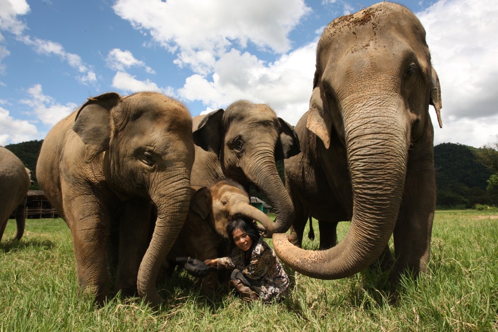 Rescued elephants at Elephant Nature Park in Chiang Mai showing some love to Sangduen “Lek” Chailert, founder of the Save Elephant Foundation. Photo: Save Elephant Foundation