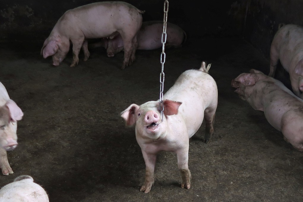 Pigs are seen at a farm on the outskirts of Harbin, Heilongjiang province. One person usually monitors the growth of 80 pigs simultaneously, meaning there is a lot of room for new technologies to increase efficiency. Photo: Reuters