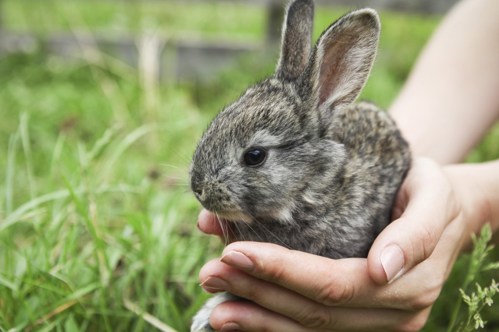 In the latest in a series of rabbit killings, French police were called after the bodies of seven domestic rabbits were discovered slaughtered and dumped on the ground at a home in the village of Minihy-Tréguier on the Côtes-d’Armor coast on Saturday morning. Stock photo: Shutterstock