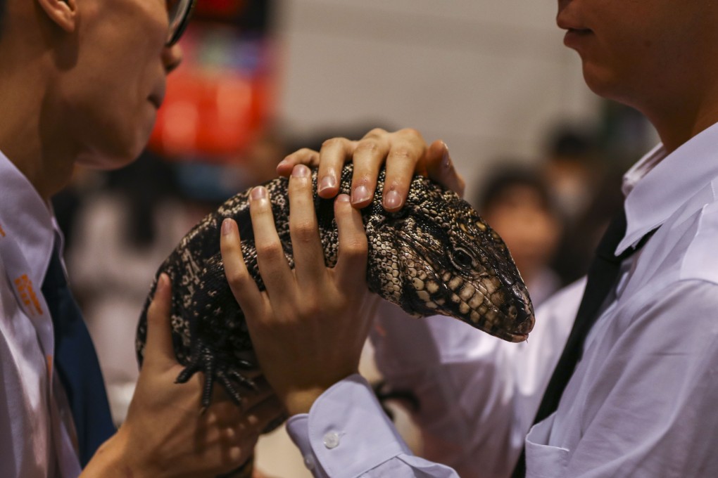 A tegu lizard is seen at the opening of a pet expo showcasing rare species of amphibians and insects in Hong Kong in June. The Hong Kong government has proposed to update existing legislation to introduce a duty of care on animal keepers, such that they will be legally obliged to provide for the welfare needs of their animals. Photo: Nora Tam